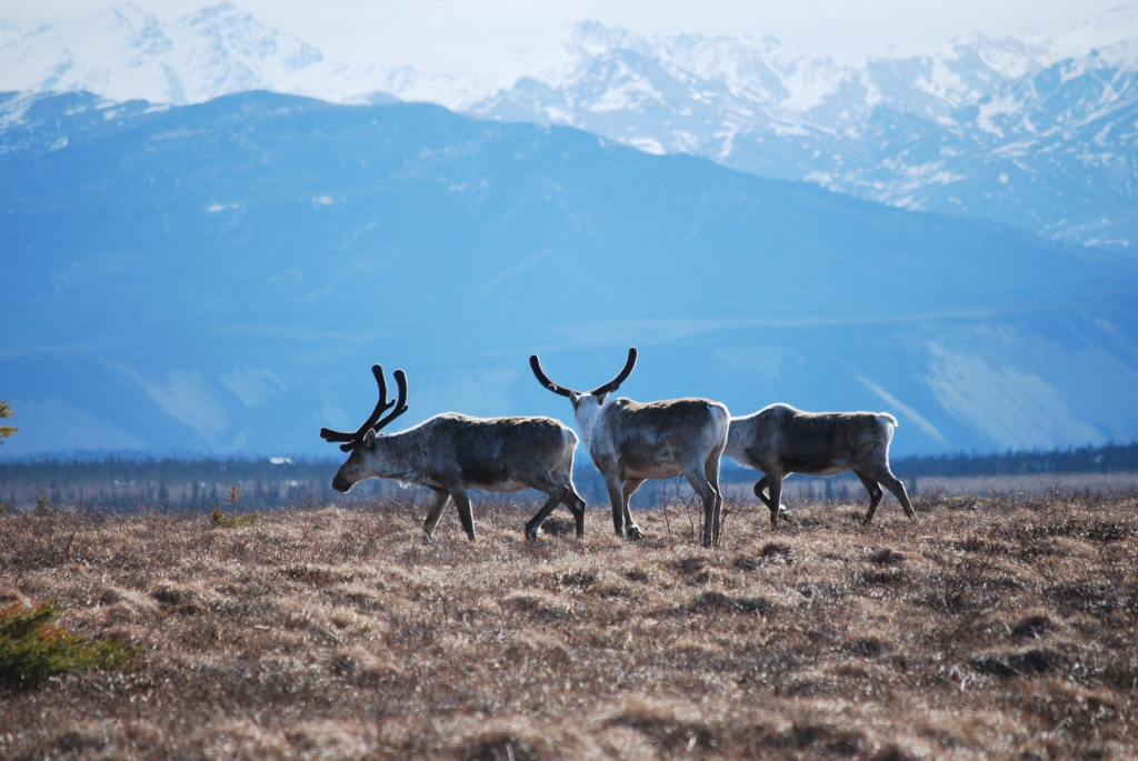 The caribou feed on the lichen and mosses in the tundra, along with some of the other plants. Healy, Alaska.