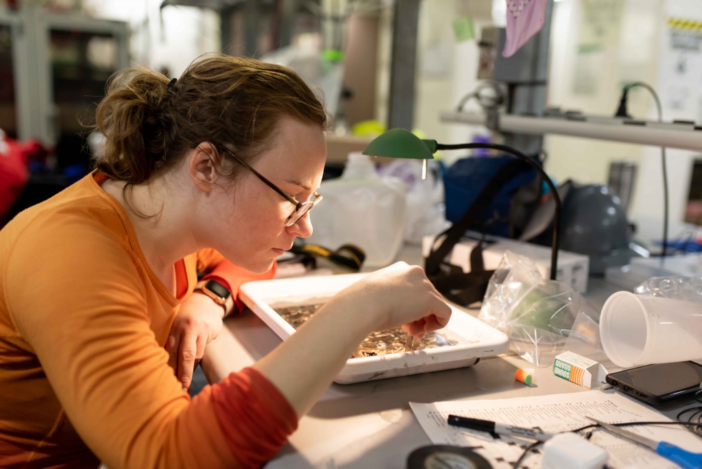 A scientist makes measurements on a bowl of specimens collected from the ocean.